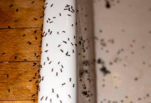 Best Cockroach Control Services  in Fort Bragg, CA