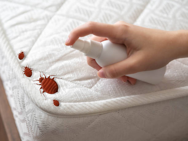 Professional Pest Control in Fort Bragg, CA