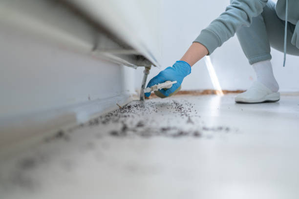 Wasp Removal Services in Fort Bragg, CA